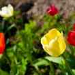 Ako zasadiť tulipánové žiarovky na jeseň