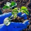 Vaša prvá záhrada: ako pestovať jahody na otvorenom priestranstve na jar