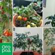 Pestovanie paradajok v byte v zime - osobná skúsenosť so závermi a odrodami