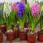 Voňavé kytice po celý rok: vlastnosti pestovania a destilácie hyacintov doma