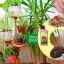 Ako nakŕmiť izbové rastliny - vyberte si ideálne hnojivo pre kvety na parapete