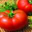 Charakterizácia a opis paradajkového hybridu mahitos f1, kultivácia a starostlivosť