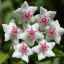Hoya (voskový brečtan): pestujte rastlinu s magickými a voňavými kvetmi