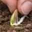 Kedy a ako pestovať cuketové semená na otvorenom priestranstve