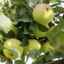 Popis odrody jabĺk výročie moskva