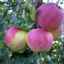 Opis odrody jabĺk pepin oryol (spoľahlivý)