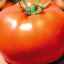 Séria paradajok kráľa trhu f1